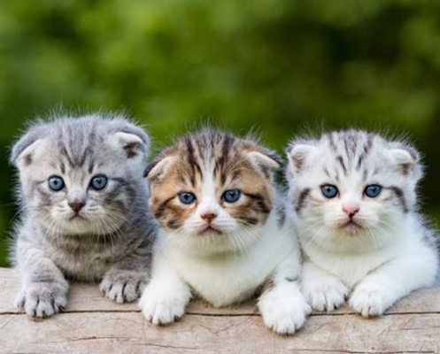 Cat And Fit X3 Multivitamin – Cat And Fit